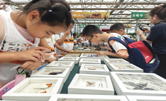 20.新东方研学学子旅行农业总公司昆虫标本_副本.jpg 20.新东方研学学子旅行农业总公司昆虫标本_副本.jpg